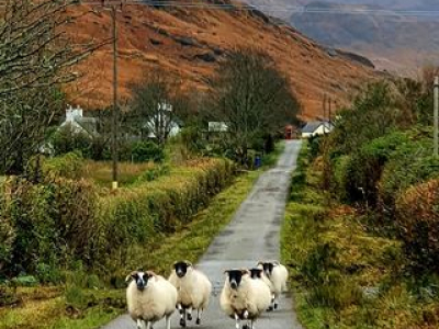 Sheep on Mull (Colin Morrison)